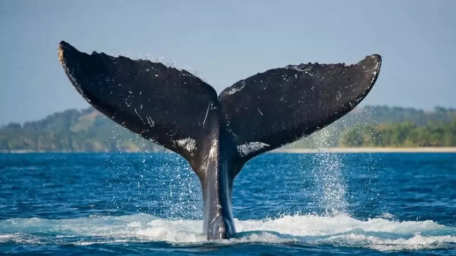 Balene che si frizzano